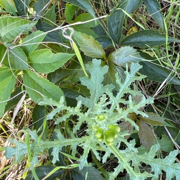 Senecio sylvaticus Leaf