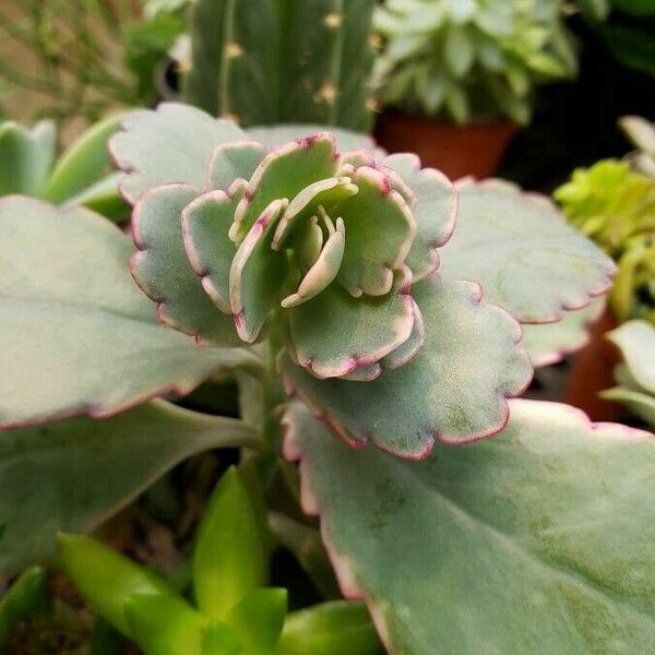 Kalanchoe fedtschenkoi पत्ता