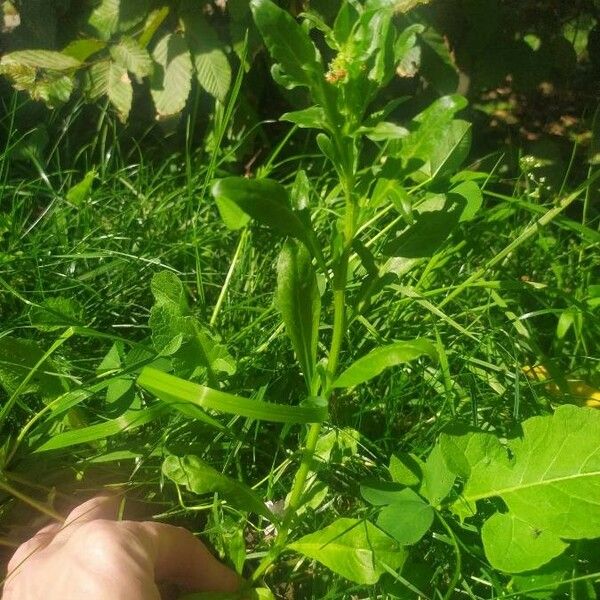 Reseda odorata Συνήθη χαρακτηριστικά