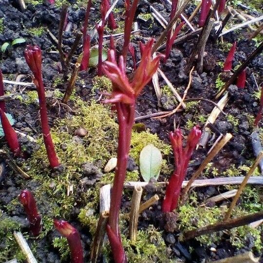 Corallorhiza maculata Leaf