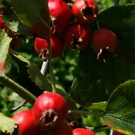 Crataegus coccinea Frukto