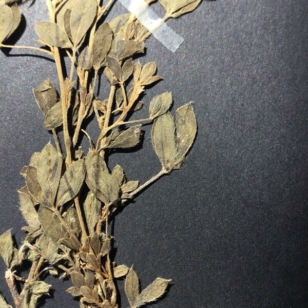 Trifolium hirtum Blad
