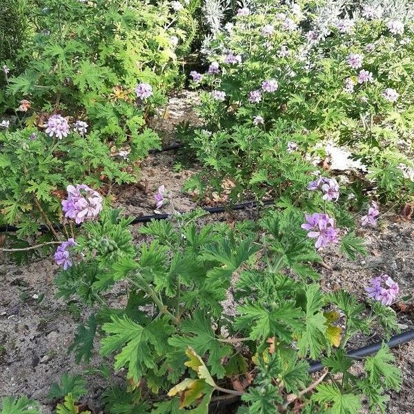 Pelargonium graveolens Natur