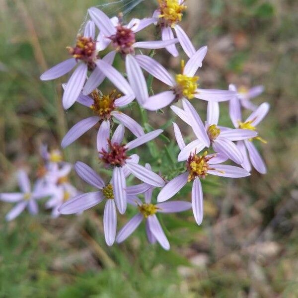 Galatella sedifolia Flower