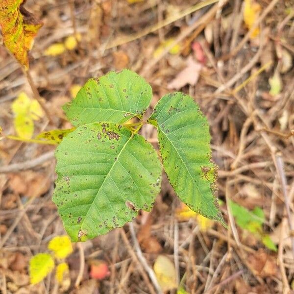 Toxicodendron rydbergii List