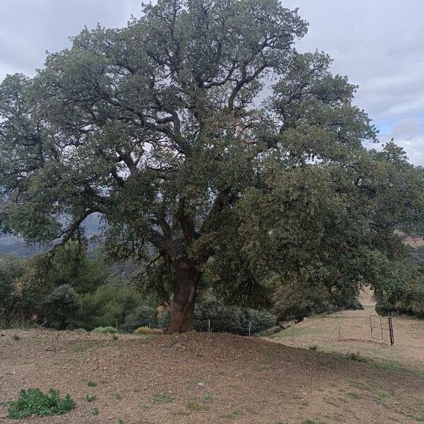 Quercus suber Liść