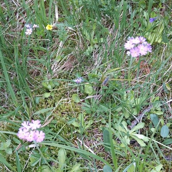 Primula farinosa Кветка