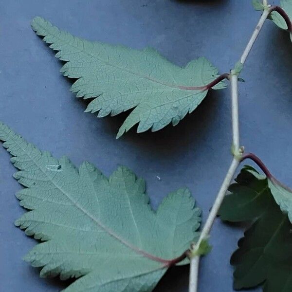 Neillia incisa Leaf