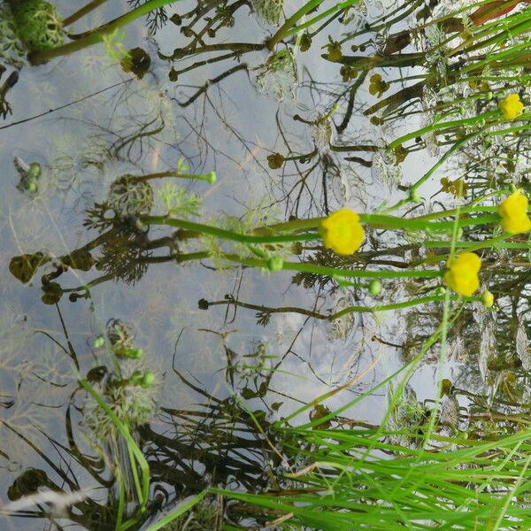 Ranunculus flabellaris عادت