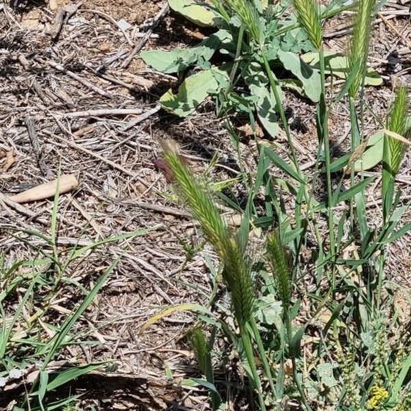 Hordeum murinum Fiore