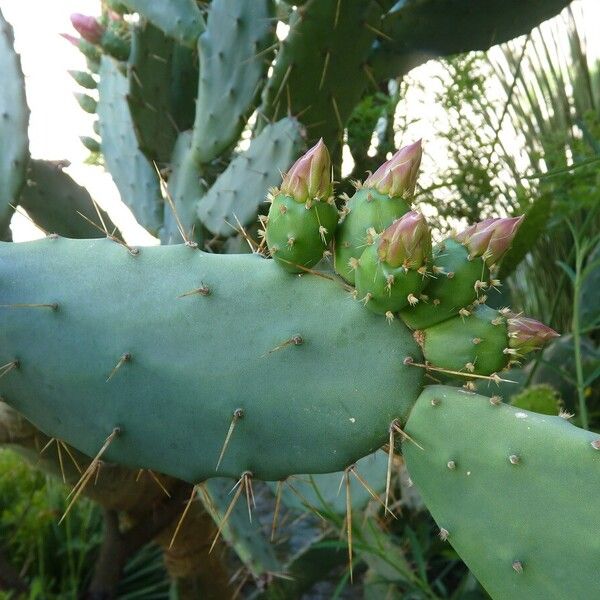 Opuntia elatior 叶