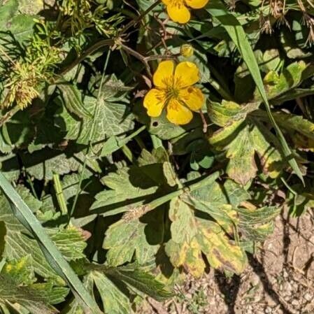 Ranunculus lanuginosus Blodyn