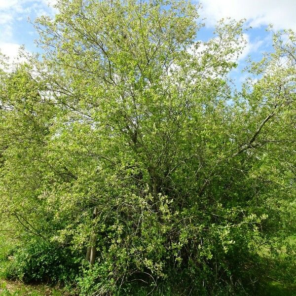 Salix caprea Habitus