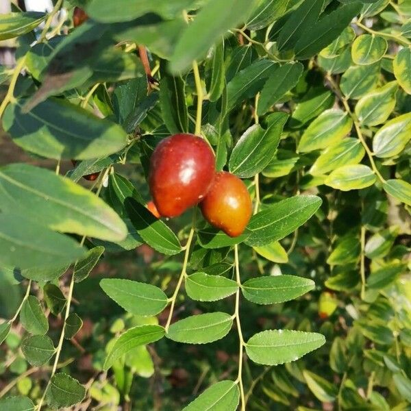 Ziziphus jujuba Leaf