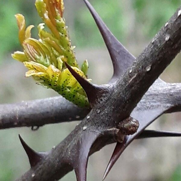 Zanthoxylum bungeanum Folha