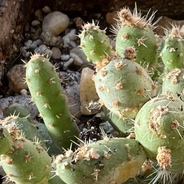 Opuntia fragilis 葉