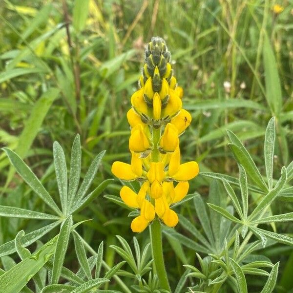 Lupinus luteus Kvet