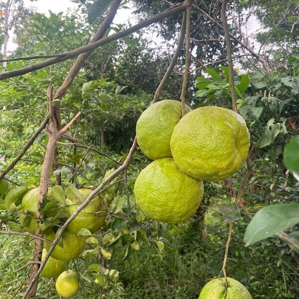 Citrus medica Fruchs