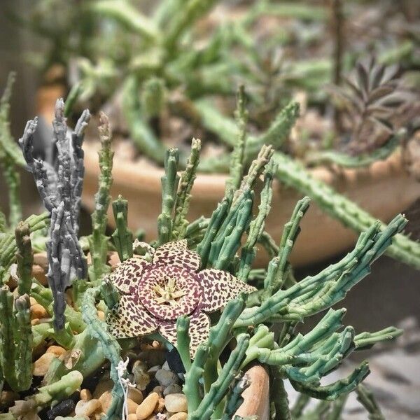 Orbea variegata Flor