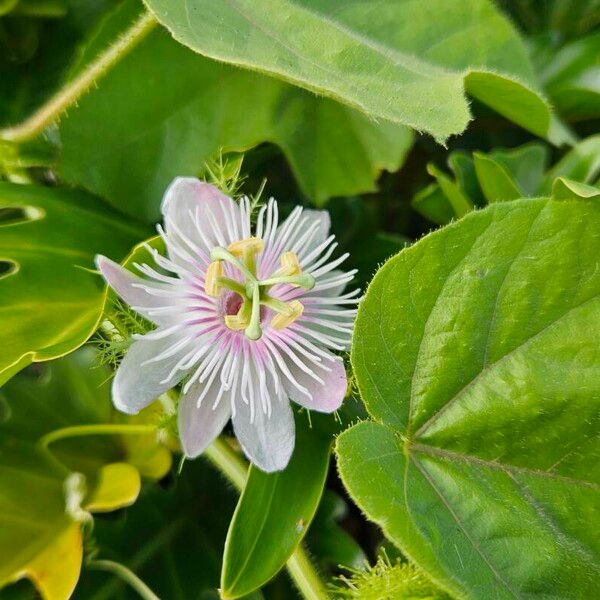 Passiflora foetida Floro
