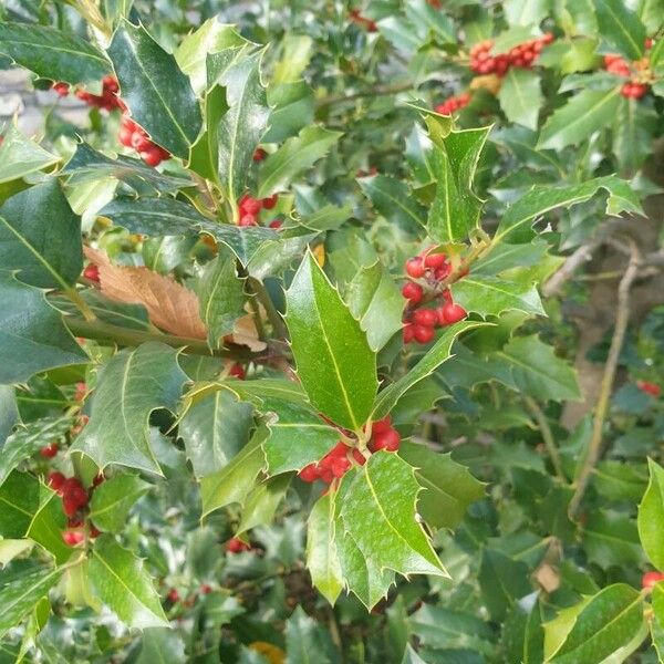 Ilex aquifolium Фрукт