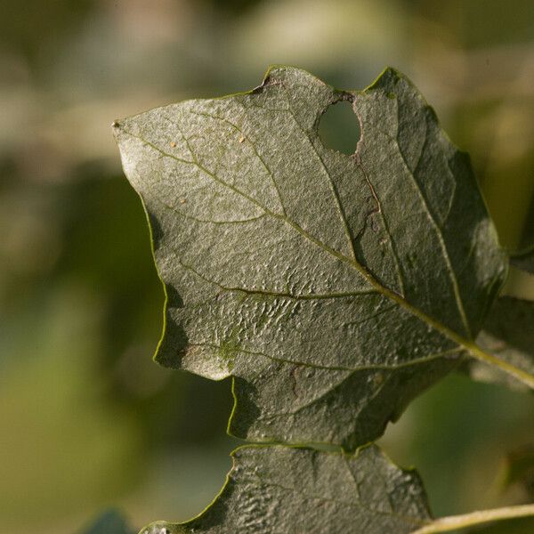 Populus × canescens পাতা