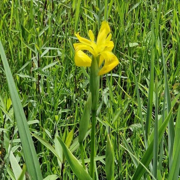 Iris pseudacorus 花