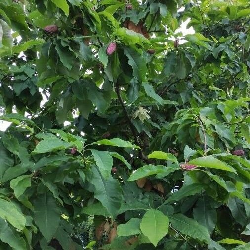 Magnolia tripetala Vivejo