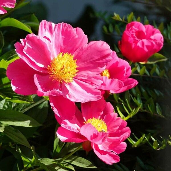 Paeonia mascula Floro