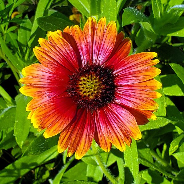 Gaillardia pulchella Flower