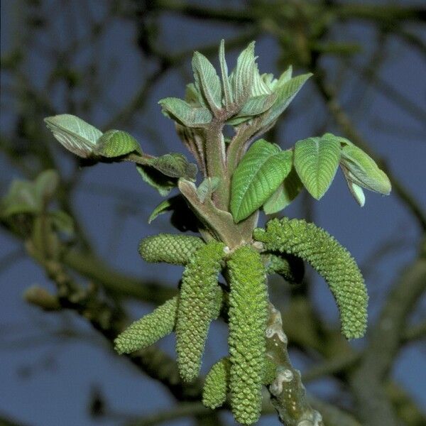 Juglans mandshurica Žiedas