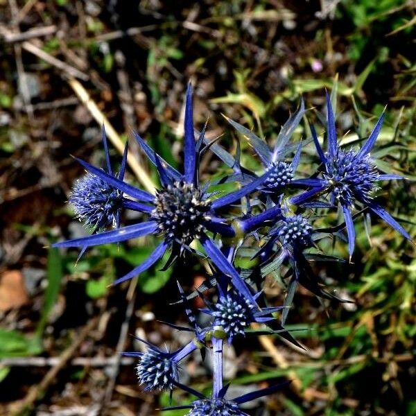 Eryngium bourgatii 花