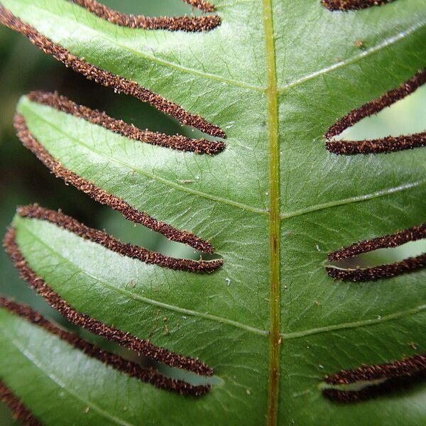 Pteris hamulosa Liść