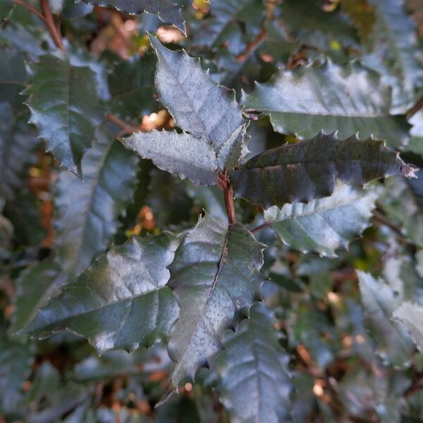 Olearia macrodonta Leaf