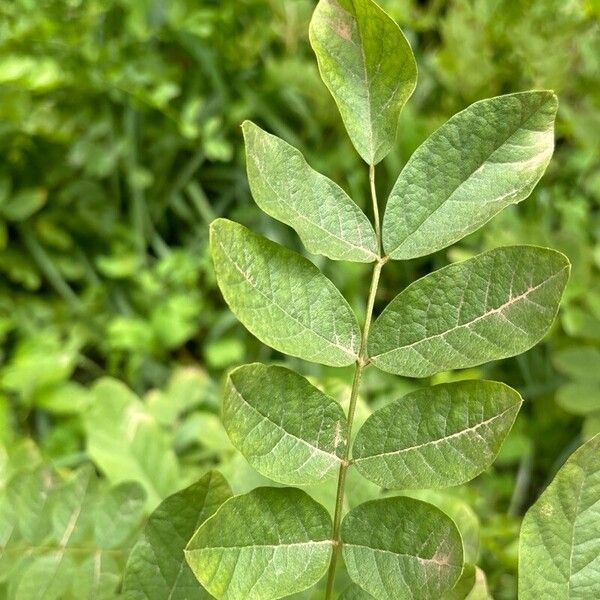 Glycyrrhiza glabra Blad