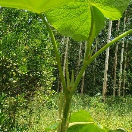 Piper umbellatum Frunză