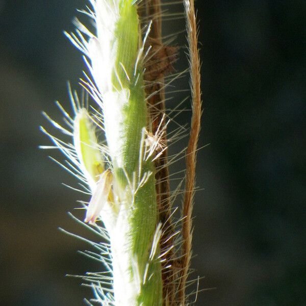 Heteropogon contortus Flower