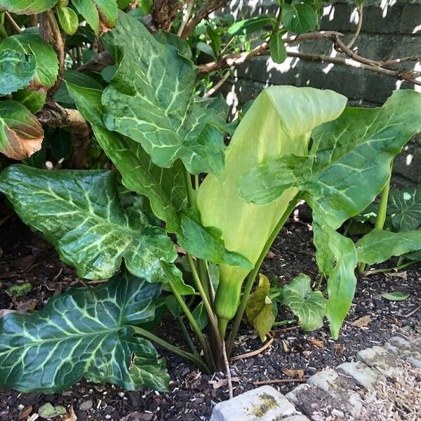 Arum italicum Liść