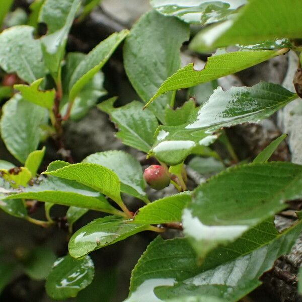 Rhamnus pumila Plod