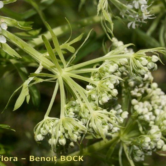 Pleurospermum austriacum Outro