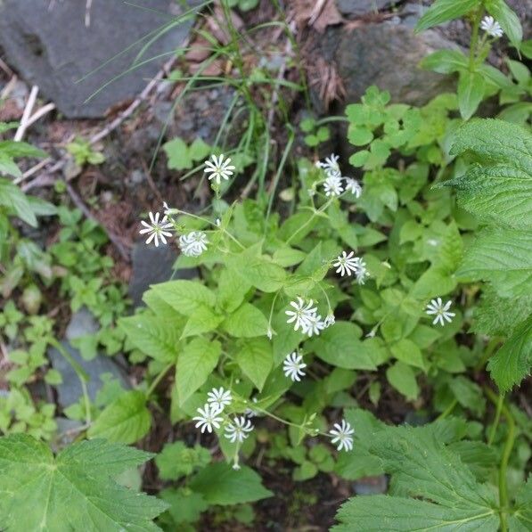 Stellaria nemorum Flower