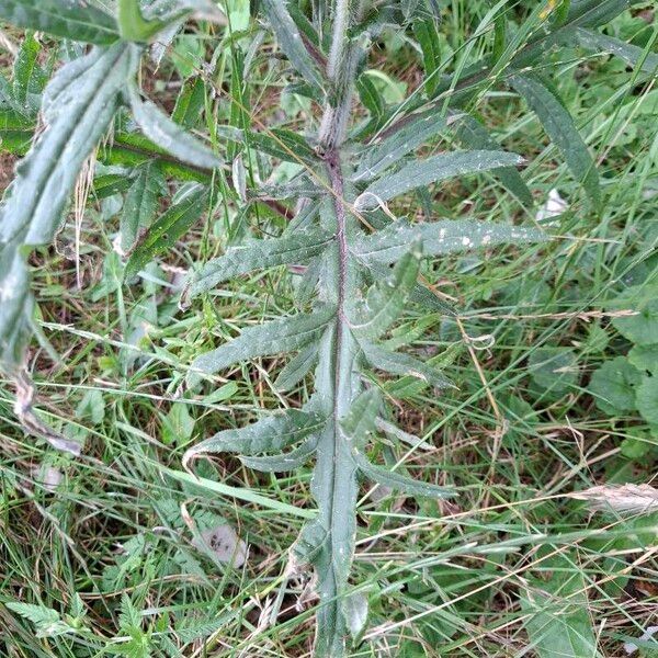 Cirsium eriophorum Φύλλο