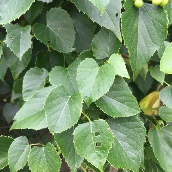 Ampelopsis cordata Leaf