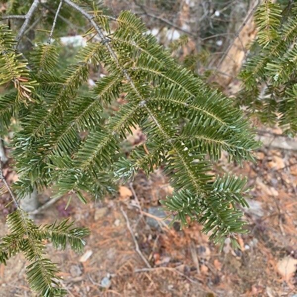 Abies balsamea পাতা