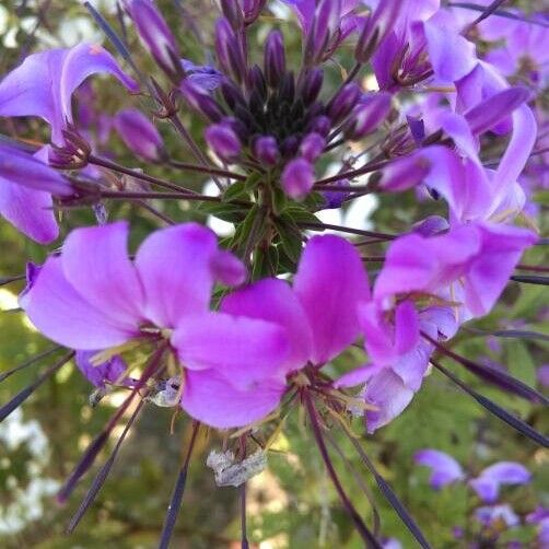 Cleome hassleriana फूल