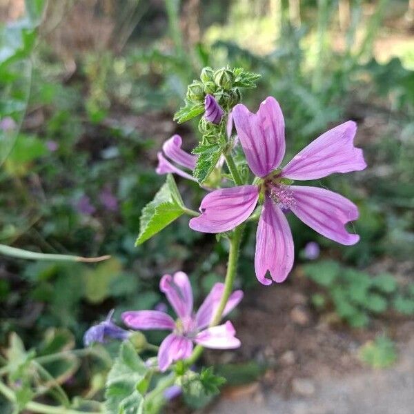 Malva multiflora Çiçek