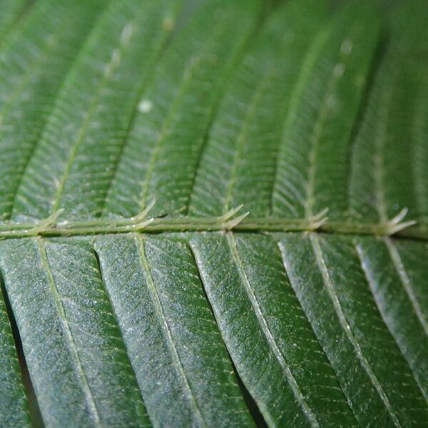 Pteris catoptera Folla