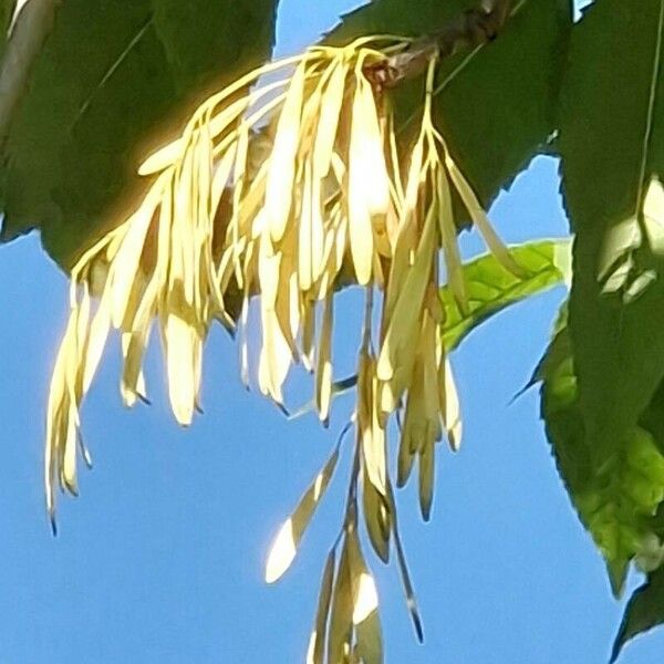 Fraxinus pennsylvanica Fruto