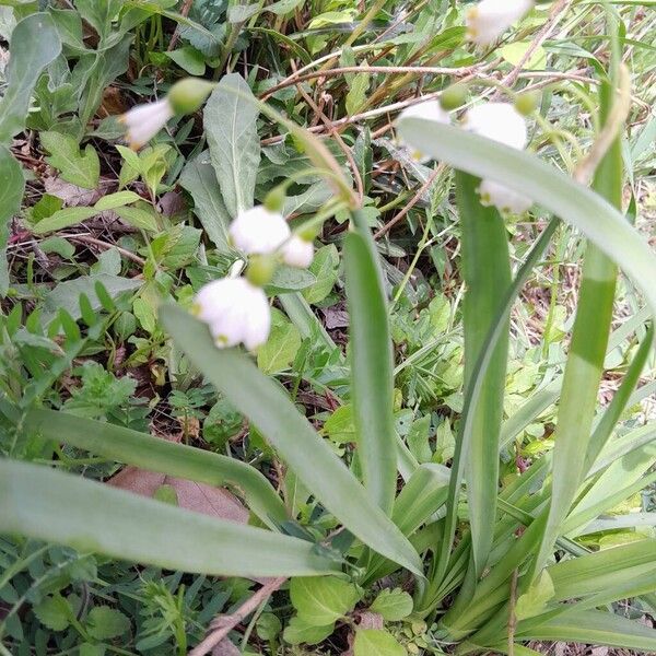 Leucojum aestivum Habitus