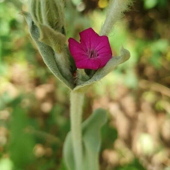 Silene coronaria Цветок